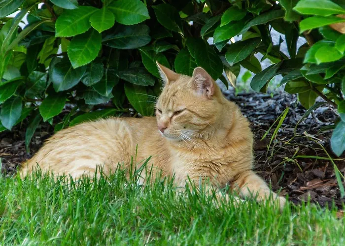 Kinderbauernhof Salmanner 3* Steinbach an der Steyr