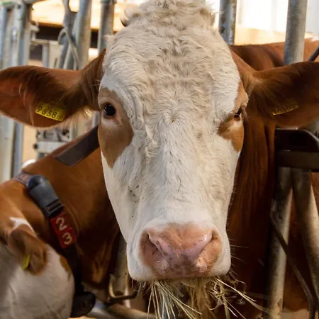 Kinderbauernhof Salmanner