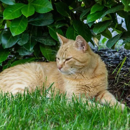 Kinderbauernhof Salmanner 3* Steinbach an der Steyr