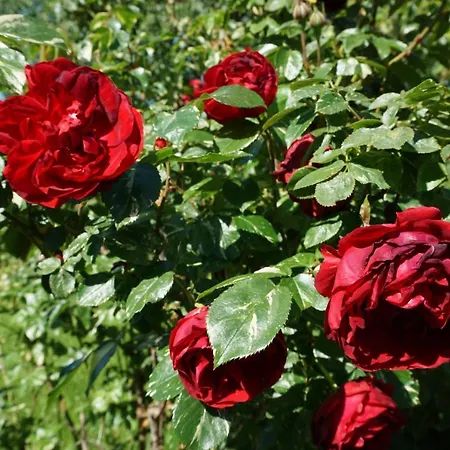 Kinderbauernhof Salmanner 招待所 Steinbach an der Steyr