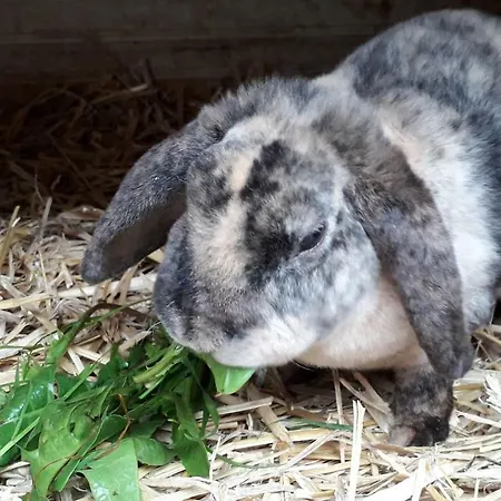 招待所 Kinderbauernhof Salmanner