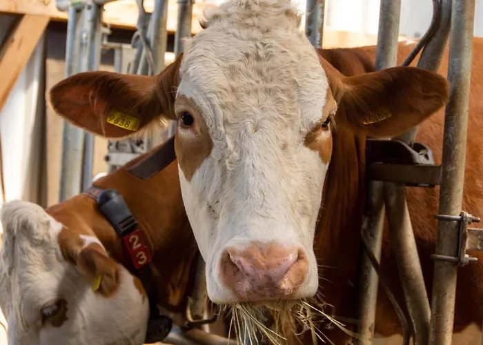 Kinderbauernhof Salmanner