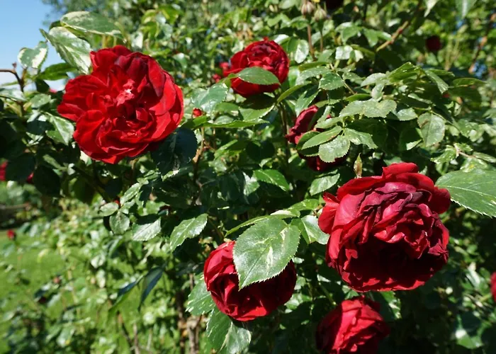 Kinderbauernhof Salmanner Maison d'hôtes Steinbach an der Steyr