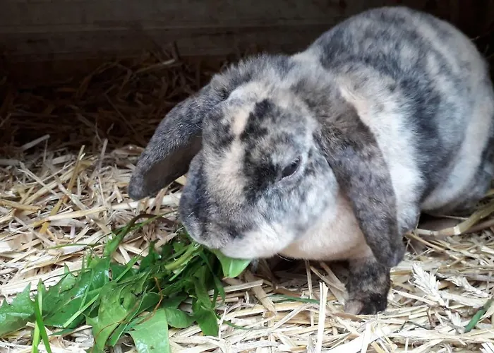 Maison d'hôtes Kinderbauernhof Salmanner